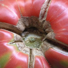 ������ ����������: ��� � ���� �������� � ��� ������?