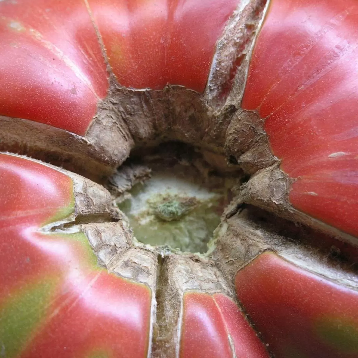 Томаты трескаются: как с этим бороться и что делать?