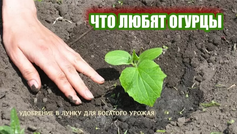 Секреты успешной посадки огурцов: как получить щедрый урожай