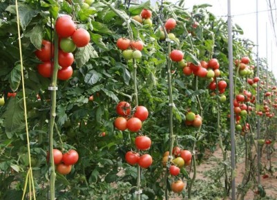 Как дачники превращают ботву томатов в бесценное сокровище для сада