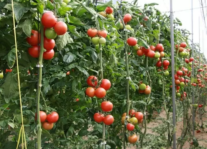 Как дачники превращают ботву томатов в бесценное сокровище для сада