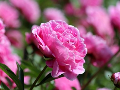 ��� ������� ������� �������� ������: ��� ������� �� ������������