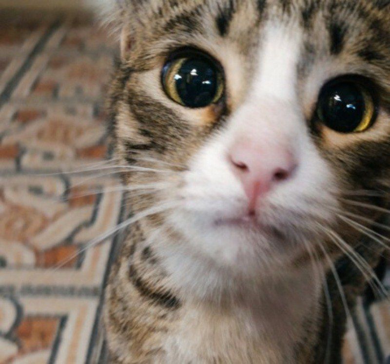 ������������ ��������� ��������� ������ �� ��������������� �����