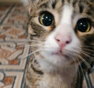 ������������ ��������� ��������� ������ �� ��������������� �����