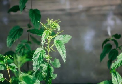 ������ �������: ������ �������� �������� ��������