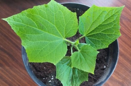 ������� ��������� ���������� �������: ��� ����� � ������ � ���