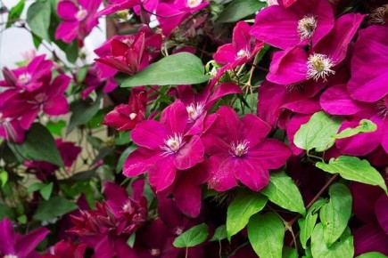 ����������� ����������: ������� ��������� ������������