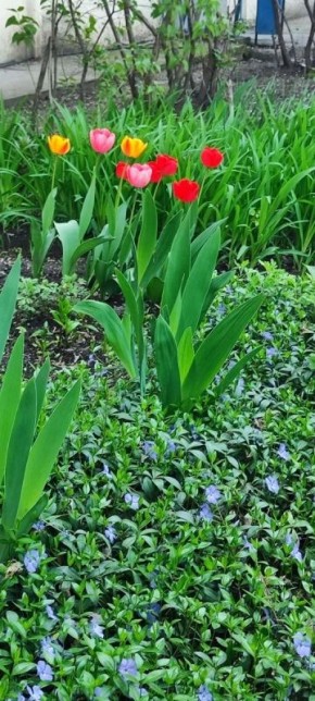 ����������� ���������, ��� �� ����������� ���������� ���������� ���������� ����� ������� �����