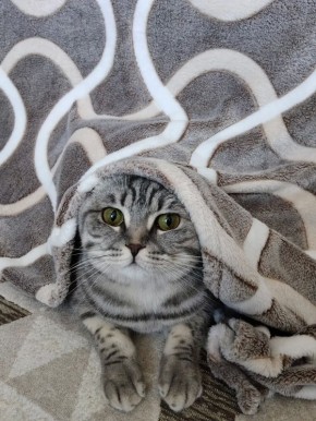 ������ �� �������. �� ������ ������������ ���������� � ������������