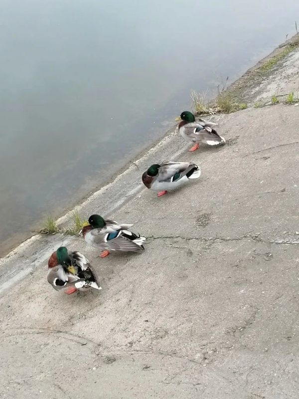 ��� ����� ������ ����� ����� �� ����������� ������ � ������ �����������