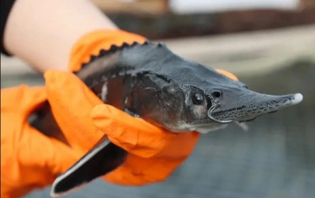 � ������������ ������� ��������� �������� �� ������� ����