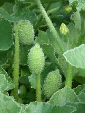 ������ �������� �����: ��������� ����� ��� ������� ������