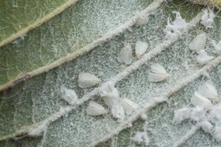 ��� ���������� � �����������: ������� ����������� ���������