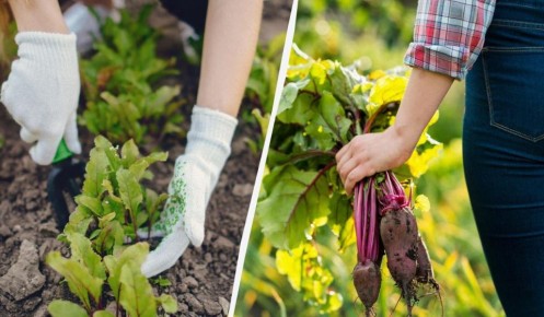 ������� ������� ������: ��� ������������ ���� ��� ������� ��������