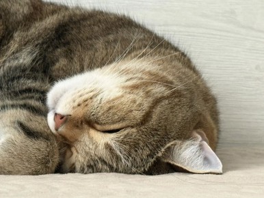 ������ �� �������. 26 ������ � ��������� ���� ���������� ����������, ��� ������������ �������