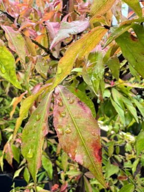 ��� ����� ���������� ����� � ����: ���������� � ���������� �������