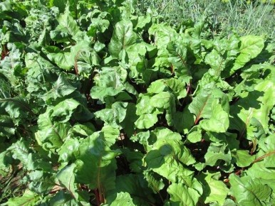 ��� ��������� ���������� ������ � ����: ������� ��� �������� ������