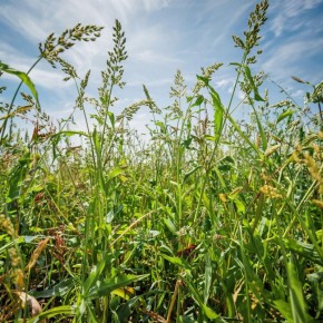 �������: ����������� ������� ��� ������� ������ �������� � ��������