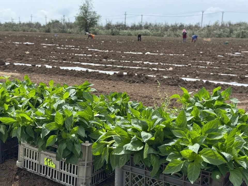 В Красноярском округе Астраханской области фермеры-растениеводы начали работы по высадке рассады в открытый грунт