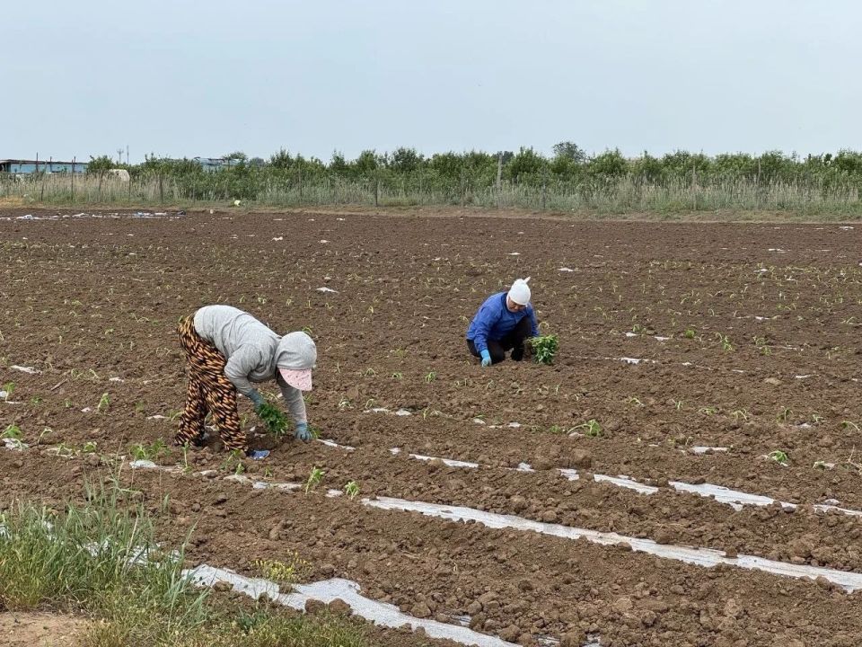 В Красноярском округе Астраханской области фермеры-растениеводы начали работы по высадке рассады в открытый грунт В Красноярском округе Астраханской области фермеры-растениеводы начали работы по высадке рассады в открытый грунт