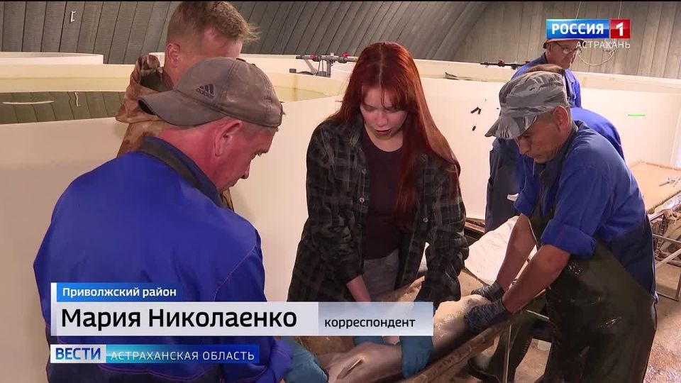 Как сейчас устроена работа одного из крупнейших рыбных хозяйств Астраханской области
