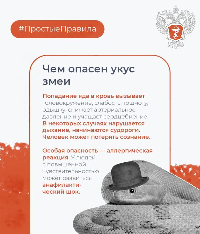 #ПростыеПравила: Как обезопасить себя от укуса змеи #ПростыеПравила: Как обезопасить себя от укуса змеи