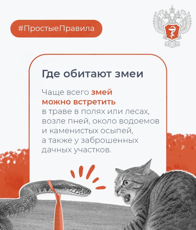 #ПростыеПравила: Как обезопасить себя от укуса змеи #ПростыеПравила: Как обезопасить себя от укуса змеи