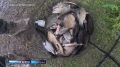 � ������������ �������� ���������������� ���������, ������� ����� ������� ��� ���