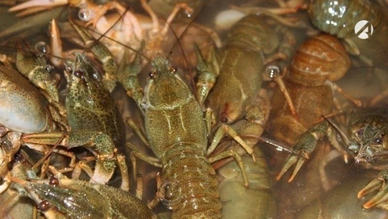 Покупка 400 кг раков обернулась для астраханцев уголовным делом