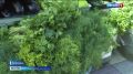 Сколько стоит летний урожай на астраханском рынке