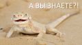 Друзья, сегодня в рубрике #А_Вы_знаете?! мы расскажем Вам об уникальном жителе Астраханских степей - Ушастой круглоголовке