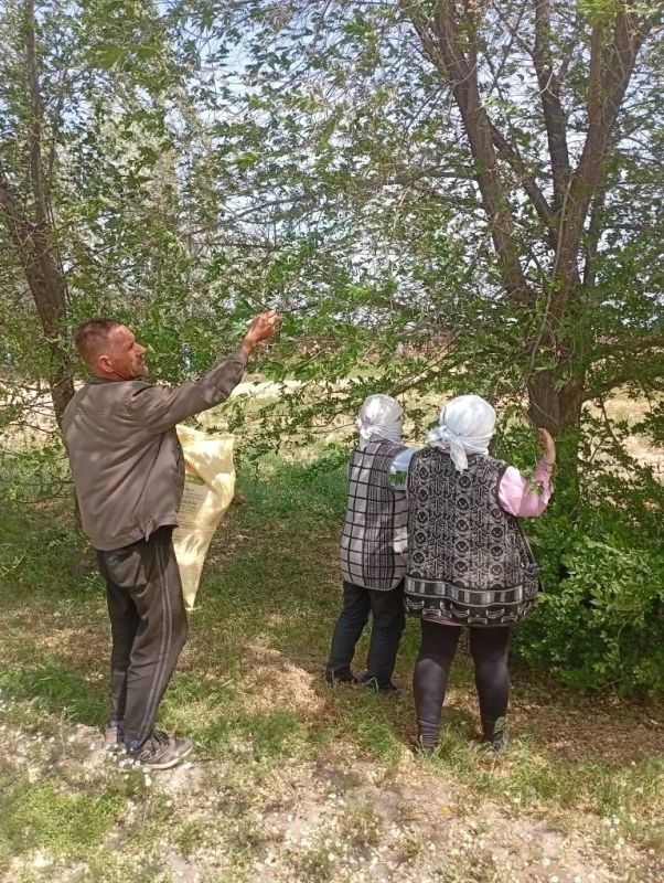 В Астраханской области на землях лесного фонда проходит сбор семян лесных пород В Астраханской области на землях лесного фонда проходит сбор семян лесных пород