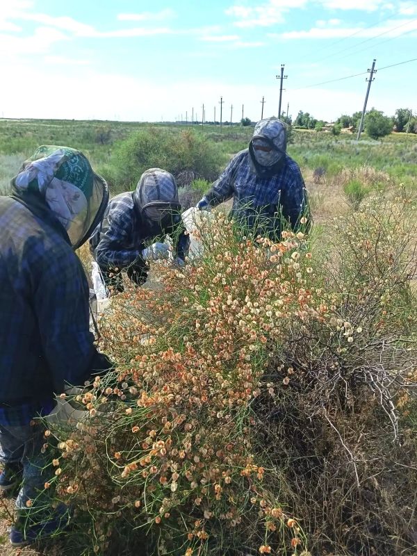 В Астраханской области на землях лесного фонда проходит сбор семян лесных пород В Астраханской области на землях лесного фонда проходит сбор семян лесных пород