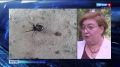 От укусов каракуртов пострадало 15 астраханцев
