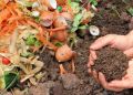 Натуральные удобрения: секреты здорового роста растений