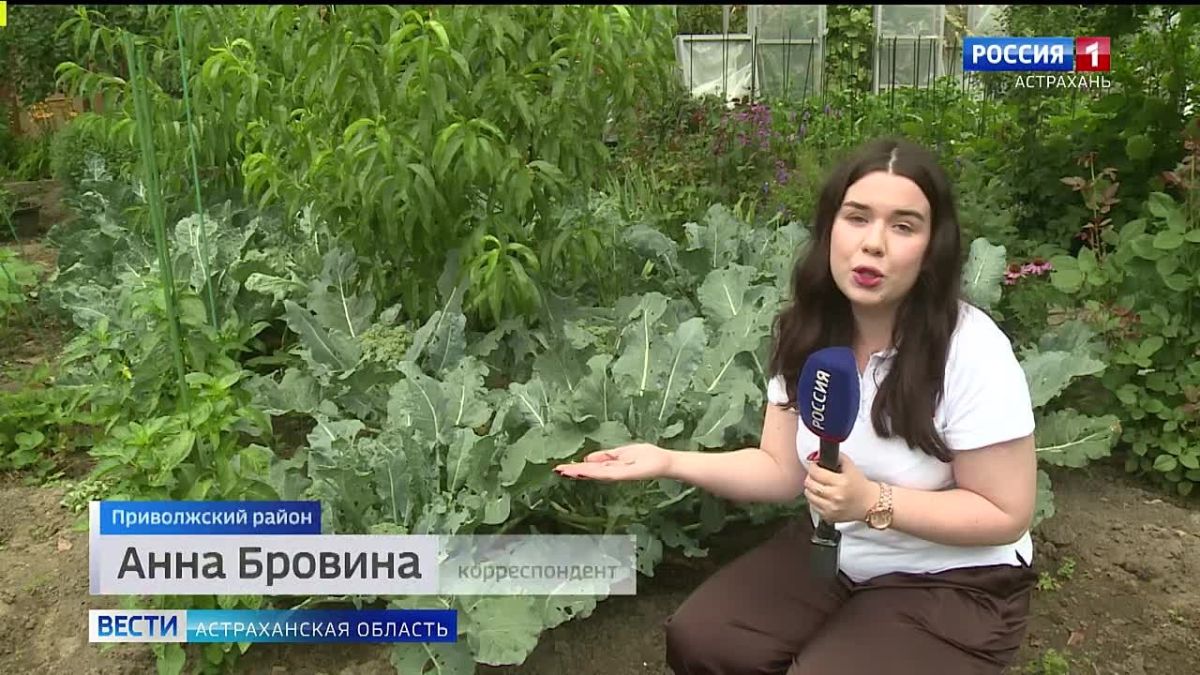 Как астраханские дачники могут защитить свои растения