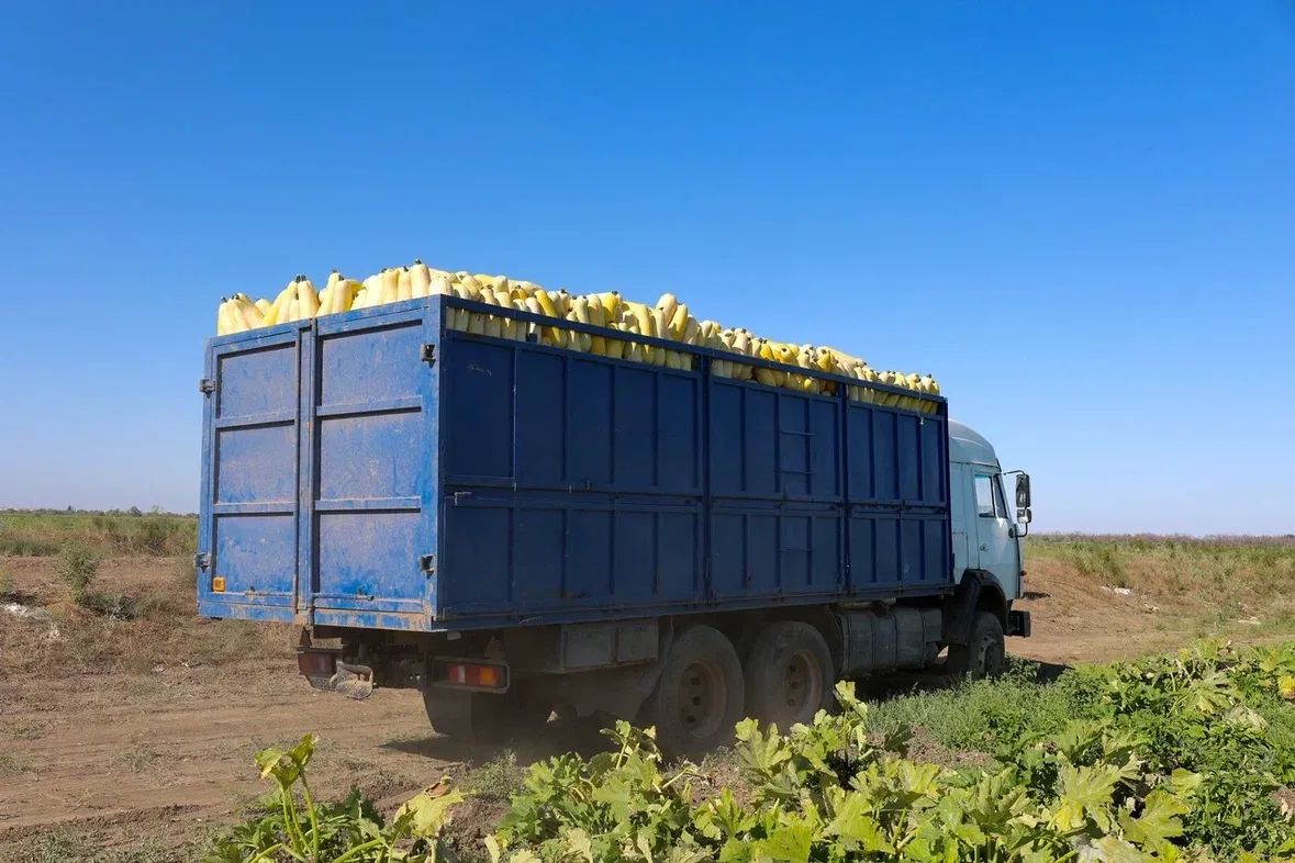 В Астраханской области набирают обороты сбор и переработка кабачков В Астраханской области набирают обороты сбор и переработка кабачков