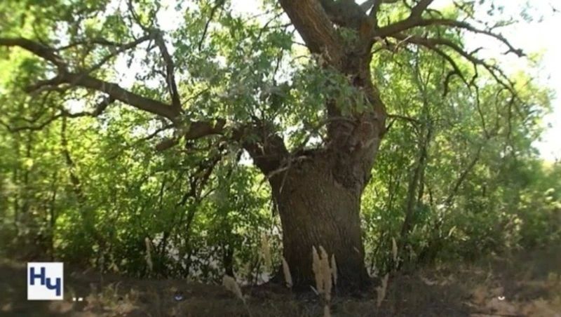 Астраханская область показала высокие результаты по лесным доходам