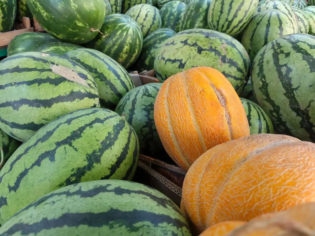Поставки плодоовощной продукции из стран ЕАЭС стабильны: рассказываем о работе СПОТ в МАПП Караузек Поставки плодоовощной продукции из стран ЕАЭС стабильны: рассказываем о работе СПОТ в МАПП Караузек