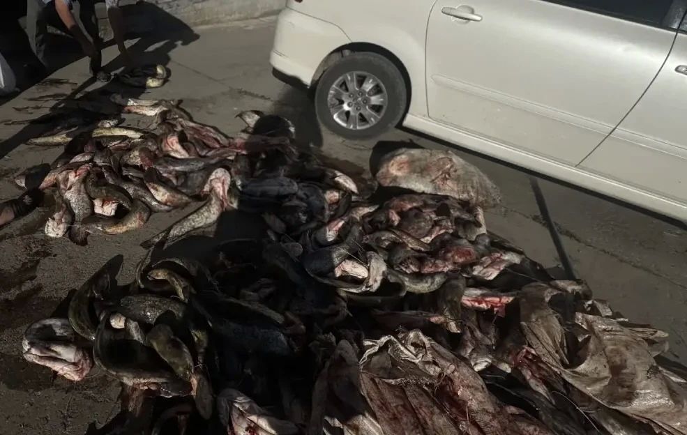 Дорожные полицейские у астраханца изъяли рыбу частиковых видов Дорожные полицейские у астраханца изъяли рыбу частиковых видов