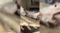 � ������������ ������� ���������� ��������� ���� �� ����� ����������� ������� ��������������� ������ ���������