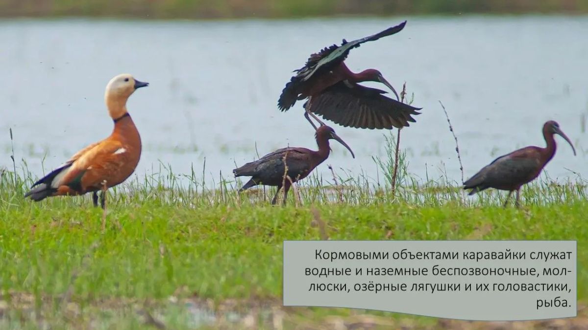 Друзья, сегодня в рубрике #А_Вы_знаете?! мы расскажем много интересного об удивительной и изящной птице семейства Ибисовых - Каравайке Друзья, сегодня в рубрике #А_Вы_знаете?! мы расскажем много интересного об удивительной и изящной птице семейства Ибисовых - Каравайке
