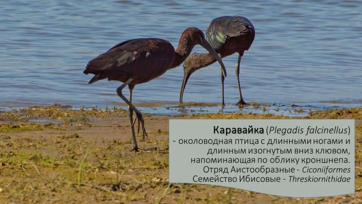 Друзья, сегодня в рубрике #А_Вы_знаете?! мы расскажем много интересного об удивительной и изящной птице семейства Ибисовых - Каравайке Друзья, сегодня в рубрике #А_Вы_знаете?! мы расскажем много интересного об удивительной и изящной птице семейства Ибисовых - Каравайке