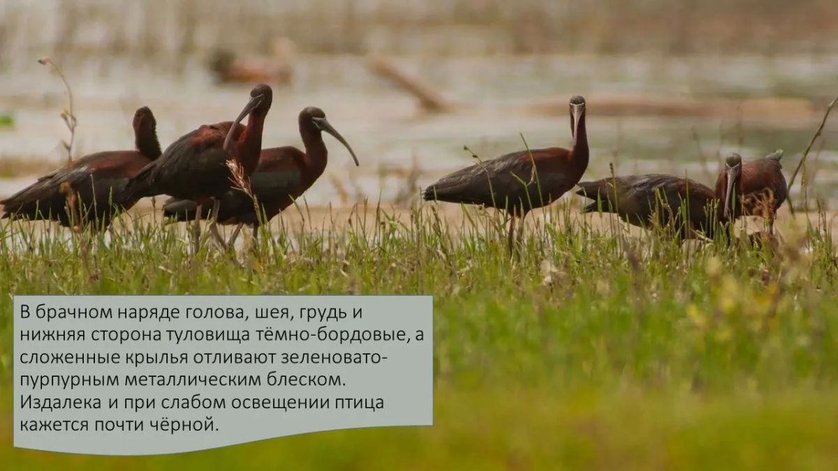 Друзья, сегодня в рубрике #А_Вы_знаете?! мы расскажем много интересного об удивительной и изящной птице семейства Ибисовых - Каравайке Друзья, сегодня в рубрике #А_Вы_знаете?! мы расскажем много интересного об удивительной и изящной птице семейства Ибисовых - Каравайке