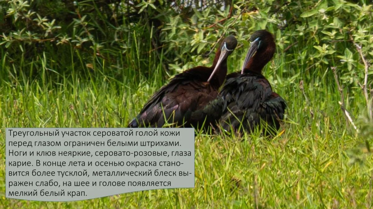 Друзья, сегодня в рубрике #А_Вы_знаете?! мы расскажем много интересного об удивительной и изящной птице семейства Ибисовых - Каравайке Друзья, сегодня в рубрике #А_Вы_знаете?! мы расскажем много интересного об удивительной и изящной птице семейства Ибисовых - Каравайке