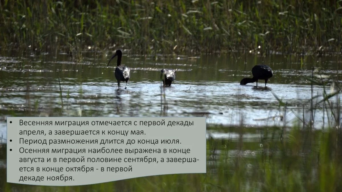 Друзья, сегодня в рубрике #А_Вы_знаете?! мы расскажем много интересного об удивительной и изящной птице семейства Ибисовых - Каравайке Друзья, сегодня в рубрике #А_Вы_знаете?! мы расскажем много интересного об удивительной и изящной птице семейства Ибисовых - Каравайке