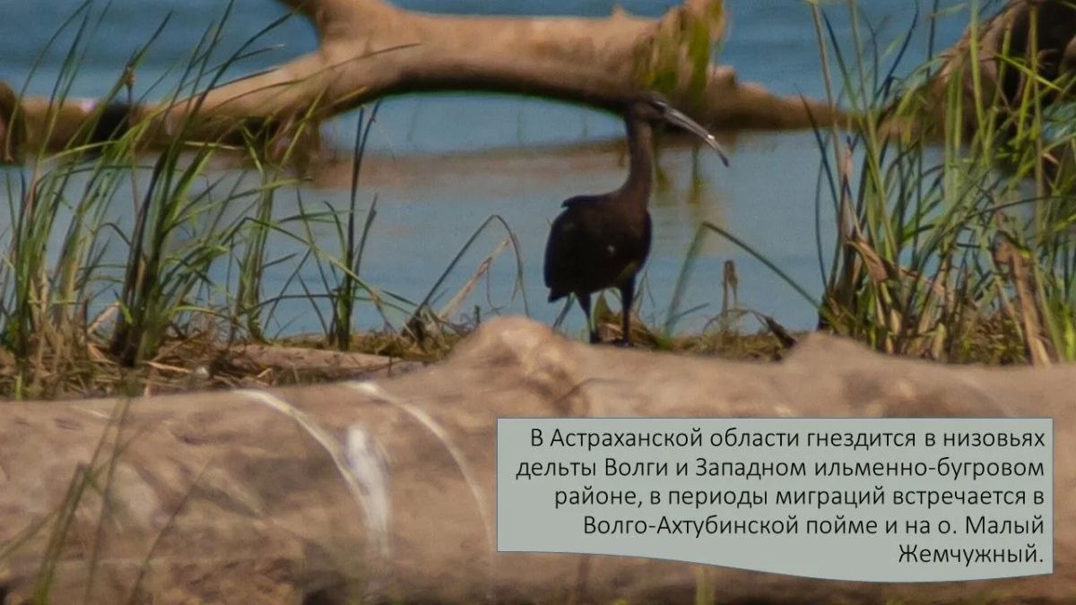 Друзья, сегодня в рубрике #А_Вы_знаете?! мы расскажем много интересного об удивительной и изящной птице семейства Ибисовых - Каравайке Друзья, сегодня в рубрике #А_Вы_знаете?! мы расскажем много интересного об удивительной и изящной птице семейства Ибисовых - Каравайке