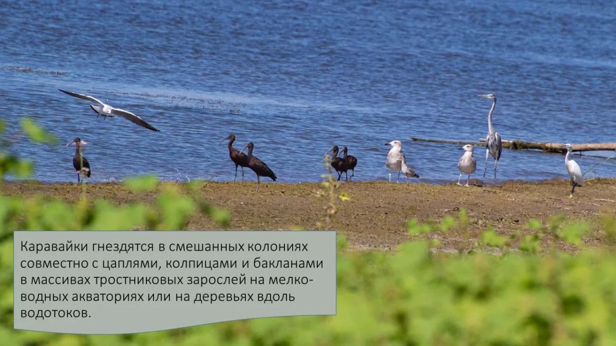Друзья, сегодня в рубрике #А_Вы_знаете?! мы расскажем много интересного об удивительной и изящной птице семейства Ибисовых - Каравайке Друзья, сегодня в рубрике #А_Вы_знаете?! мы расскажем много интересного об удивительной и изящной птице семейства Ибисовых - Каравайке