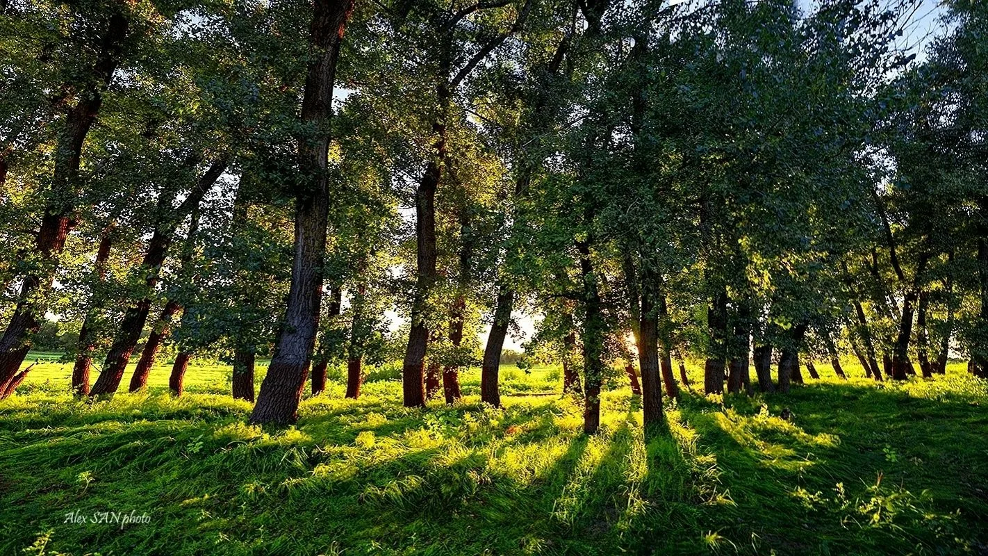 Обратиться по вопросам функционирования федеральной государственной информационной системы лесного комплекса можно через новую цифровую приёмную